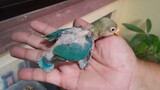Opaline and Parblue Chicks from Green Pastel and Green Fischer Pairing | UPDATE