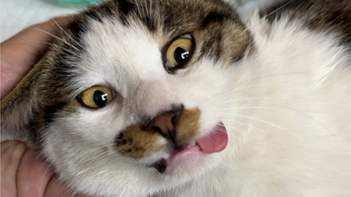 اقتلع كل بيض تحالف العودة إلى الكاهن الشيطاني، ليخلو العالم من البيض!