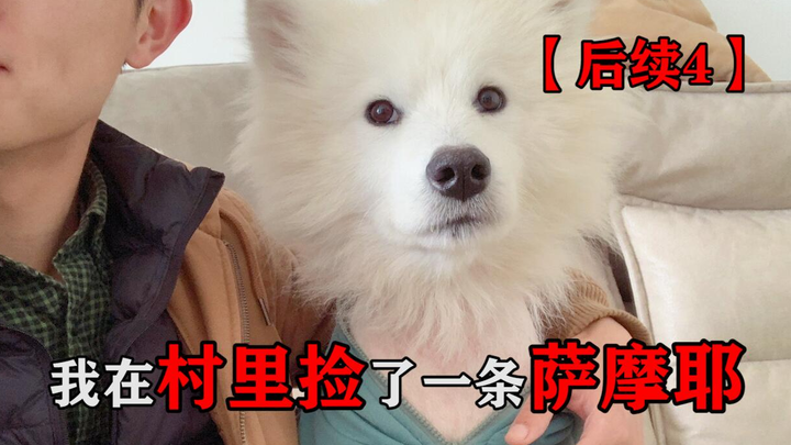 Saya menemukan seekor Samoyed di desa, dan orang-orang dari seluruh negeri datang kepada saya untuk 