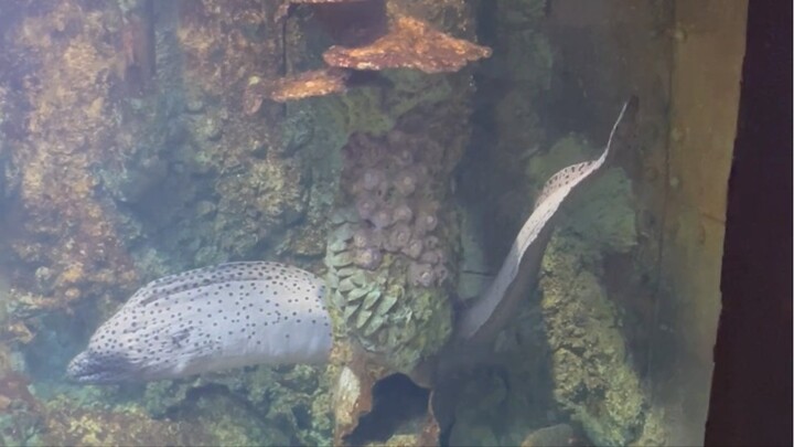 uniqe fish 😍