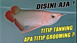 🔴 JASA TITIP ARWANA SUPER RED‼️ GA BISA RAWAT ARWANA SR TINGGAL TITIP DI CV RED FORMOSUS AQUATIC