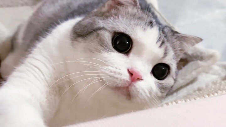 Chú mèo nhỏ của tôi đến nhà này chỉ để làm ba việc: làm nũng! Làm nũng! Làm nũng!