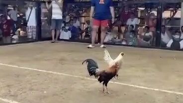 di naka porma kalaban