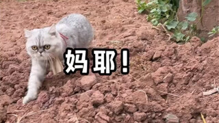 养猫千日，用猫一时！