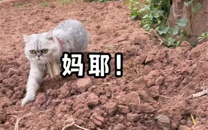 养猫千日，用猫一时！