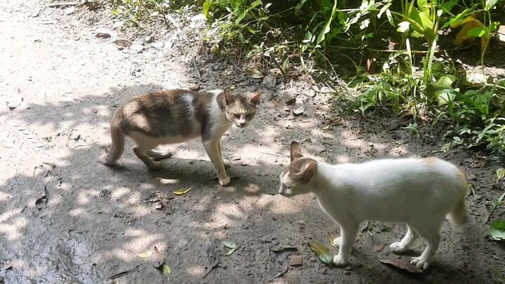 Cat Fight