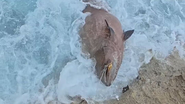 Metode penangkapan ikan paling berbahaya di Bumi terungkap!