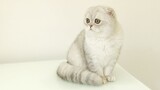 Scottish fold | Silver kitten | 5 months