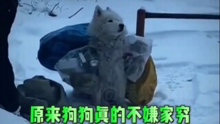 It turns out dogs really don’t mind living in poverty—they’ll even accompany their owners to pick up