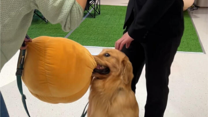 He found himself a powerful ally and isn’t even afraid of his own big butt anymore #GoldenRetriever 