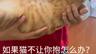 The little kitten doesn't want to be held? Can you stir-fry? Stir and toss!