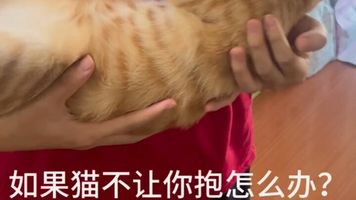 القطة الصغيرة لا تسمح بالحمل؟ هل تجيد القلي؟ قلّب قلّب