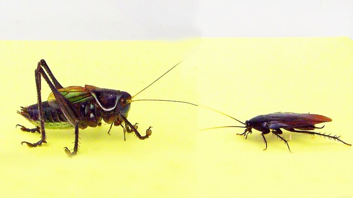 A hungry grasshopper preys on a southern flying black cockroach!