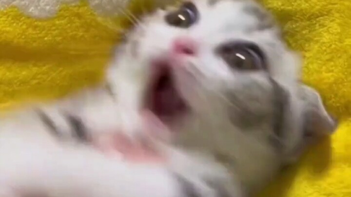 Share this with someone cute and funny!