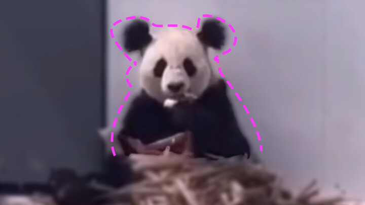 “Panda：I only look scruffy. I didn't get a perm！”
