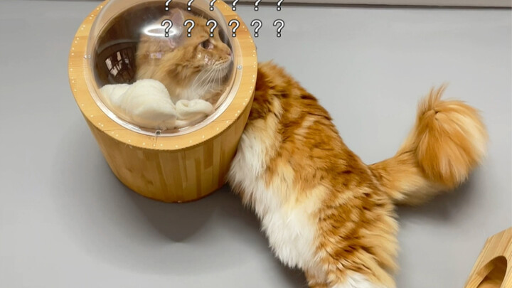 Lost the qualification to be a cat due to being too big?