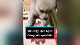 Bư chạy lạch bạch quá haha. cunyeucuadua chó chócon chókhôn chócute chó_cưng chócon chókhôn chómèo xuhuong fyp