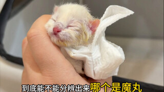 The cat I picked up gave birth to a magic pill?