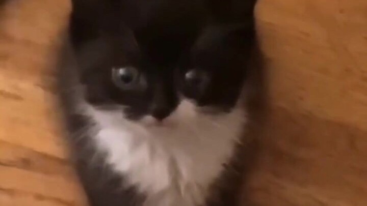 Wah, kucing kecil yang imut banget..... Pigsy?