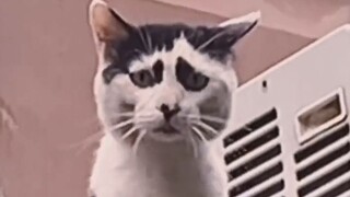 أنماط الحياة المتنوعة للقطط!