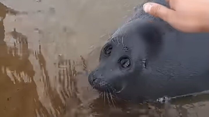 Tak sengaja bertemu anjing laut kecil, matanya yang besar dan menggemaskan membuat orang ingin membe