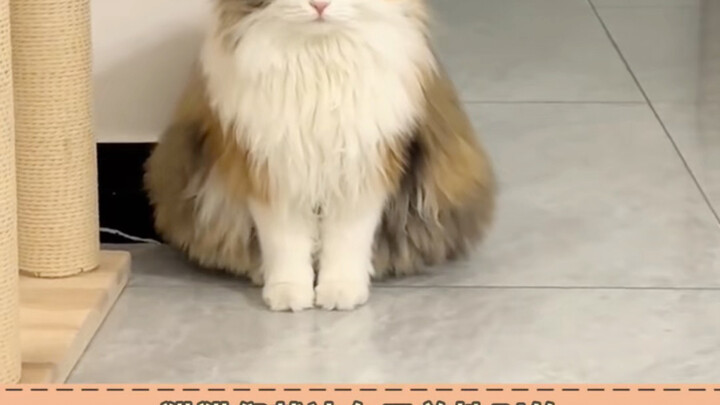 The kitties can’t hide how much they dislike it #cats #cutepets #adorable #unexpected