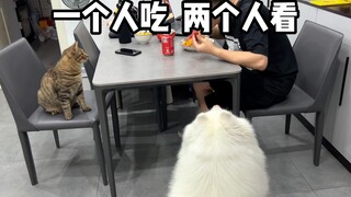 当你泡了一碗泡面后，家里的小动物们都是什么反应！