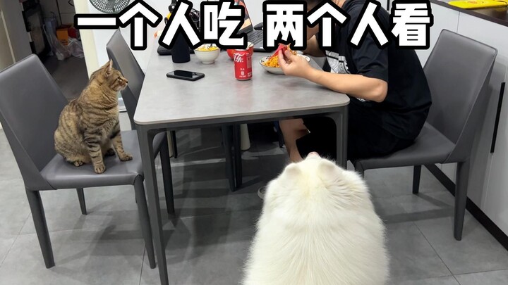 What's the reaction of the pets at home when you make a bowl of instant noodles!