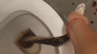 The thing I had been worrying about happened. My * was bitten by a snake in the toilet.