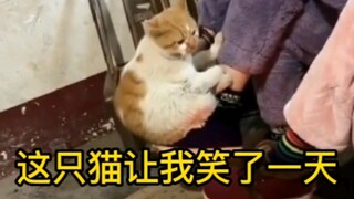 这些猫好像不太聪明的样子