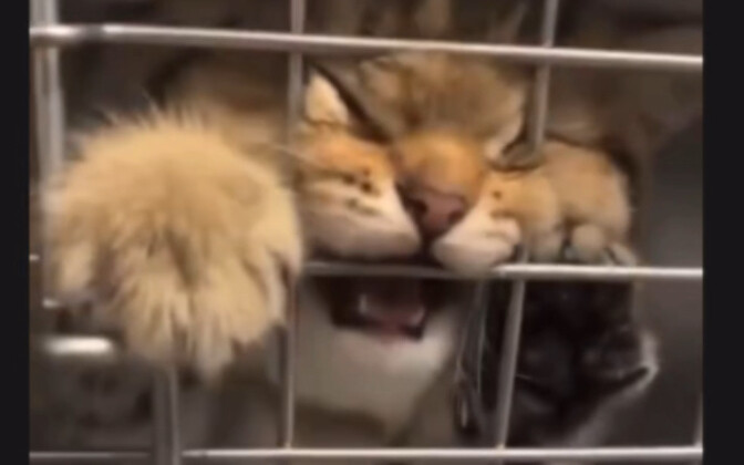 Cat: Just wait till I get out—I’m gonna bite you!