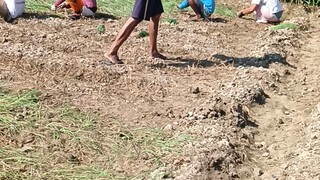 ONION TRASNPLANTING
