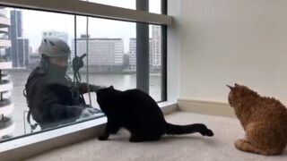 Pembersih Jendela dan Kucing
