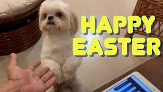 Shih Tzu Dog Celebrates Easter with FURdad | Happy Easter!