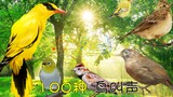 100种最好听的鸟叫声大全，百鸟争鸣声声脆，最美声音在自然！
