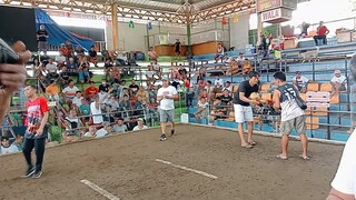 camalig Albay 1 win 1 lose