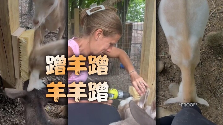 ธรรมชาติของแกะคือชอบไปถูตัวไปทั่ว