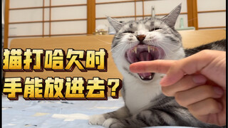 猫咪打哈欠时，把手伸进去会发生什么？【大喵子实验室】