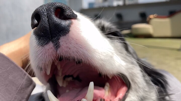 Border collie yang lucu banget ini, bahkan bisa menyisir rambutku!