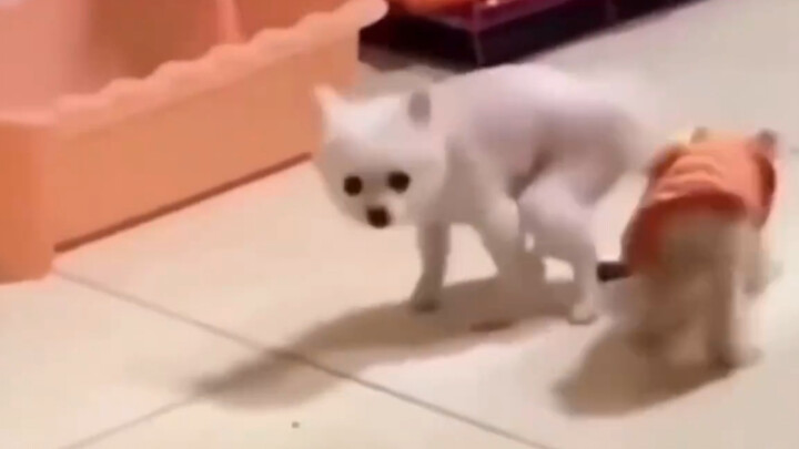 Honey, your dog
