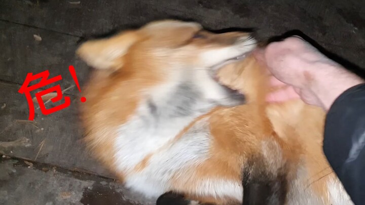 Serangan malam di Daji