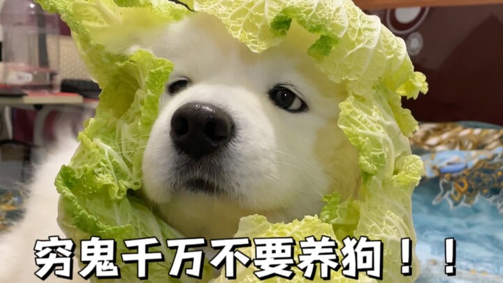 لا تُربِّي كلبًا أبدًا إذا كنت فقيرًا!