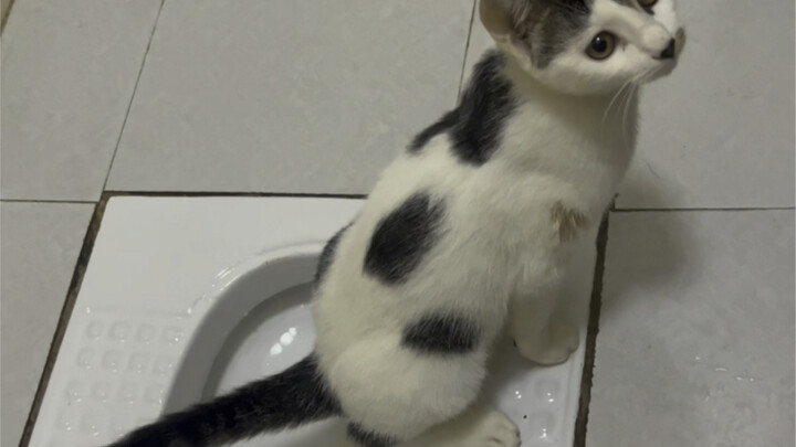 ความฝันอาจดูไกลโพ้น แต่การขยันทำตามก็อาจช่วยลดระยะห่างนั้นได้! #แมวเล่นสเก็ตบอร์ด #แมวซุนจื่อสเก็ตบอ