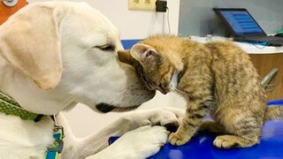 Dog's Friendship With Their Kitten Is The Purest Thing Ever - CATS AND DOGS Awesome Friendship