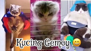 Kompilasi Kucing Lucu | Funny Cat Videos