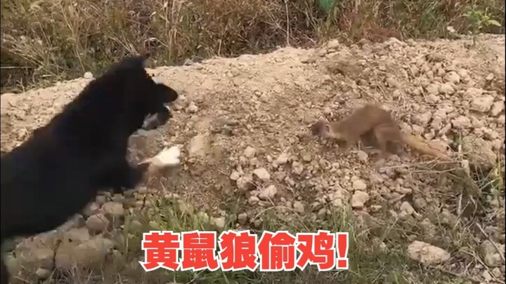 What are the natural predators of the weasel?