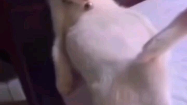 sad cat