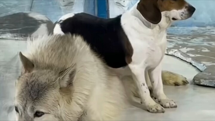 ส่วนใหญ่แล้วแม่หมาคงยังปรับตัวกับสภาพอากาศหนาวจัดแบบนี้ไม่ได้ ท้ายที่สุดแล้วอีกฝ่ายก็เป็นหมาป่าอาร์ก