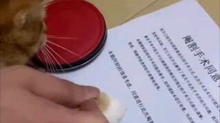 猫猫：放开我！我不同意！来人啊！