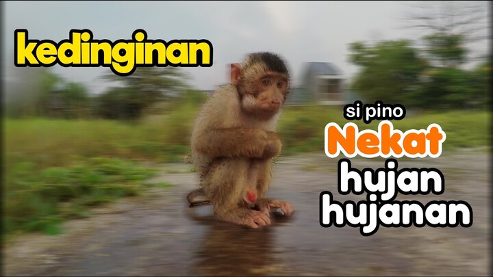 pertamakali hujan hujanan sama monyet beruk lucu, sampai nemu burung budbud